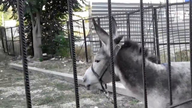 Осёл поёт смотреть онлайн