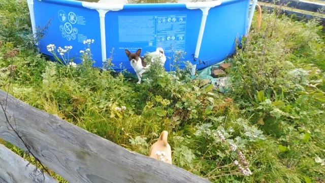 #VLOG ЖИЗНЬ ЧИХУА ГУЛЯЕМ ОСЕНЬ 15.10#ПРОДАЮ ЩЕНКОВ#ПИТОМНИКРКФМАРИМИСТИК##buypuppysellchihua#Russi смотреть онлайн