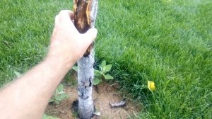 Повреждение и отмирание коры плодовых. Как вылечить.
