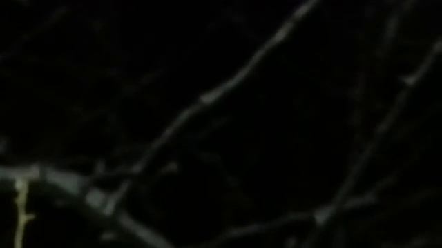 Ночная прогулка в зимний сказочный лес. Ночные зарисовки. vk.com/unostmk смотреть онлайн