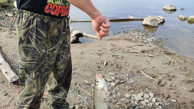 Сезон рыбалки на Обском водохранилище ещё не закончился! Леш, язь, Сазан и природа! ??? смотреть онлайн