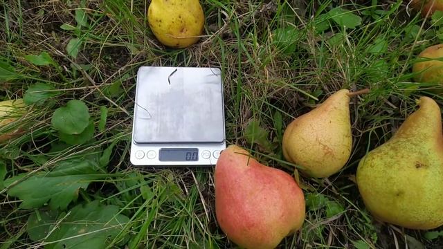 Груши Бере Дюрондо, Денизе, Njo смотреть онлайн