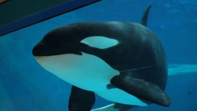 Москвариум - косатки в аквариуме смотреть онлайн