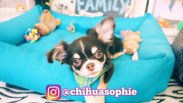 ПОКЕМОН ЮМИ У ДОКТОРА ! СРОЧНО ВЫЗВАЛИ ПСИХОЛОГА СОФИ МИША И ЭЙВАН смотреть онлайн