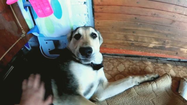 Алабай Зена щенок / Первая встреча с Ланой спустя более 2,5 месяцев / Среднеазиатская овчарка смотреть онлайн