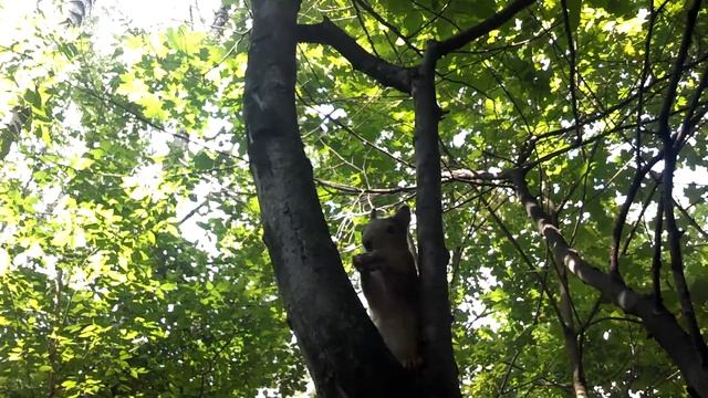 Как кормить белок смотреть онлайн