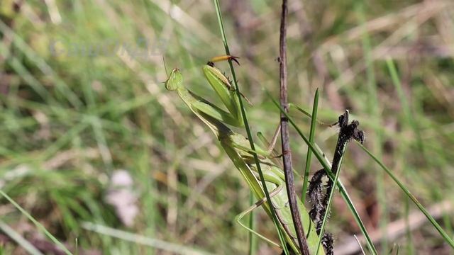 Богомол. Mantis. смотреть онлайн