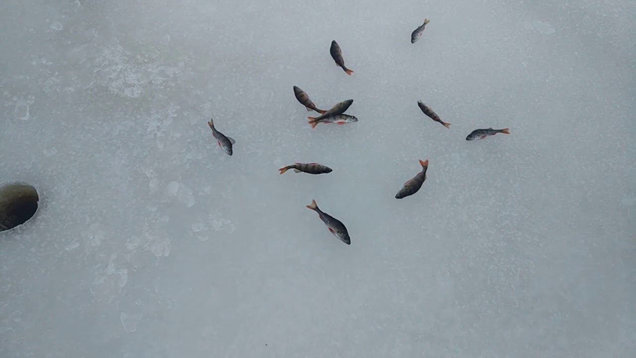 Озеро Волоярви 3.01.2018 смотреть онлайн