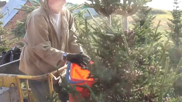 Пихта Собираем семена 2017