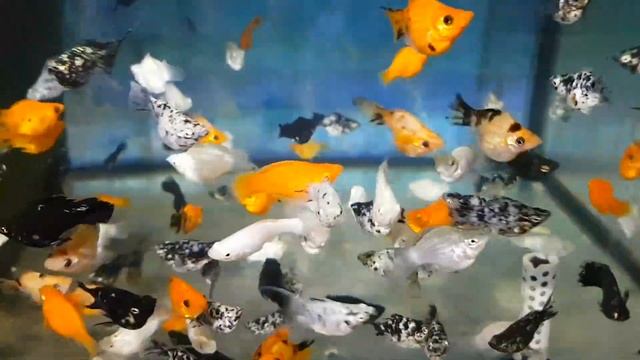 Poecilia latipinna - Molly ballon assortis 3-4 cm (réf 608) смотреть онлайн