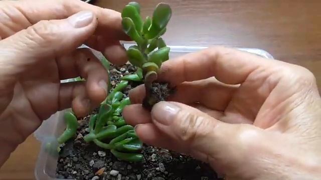 Денежное дерево Толстянка Размножение черенками и отростками. смотреть онлайн