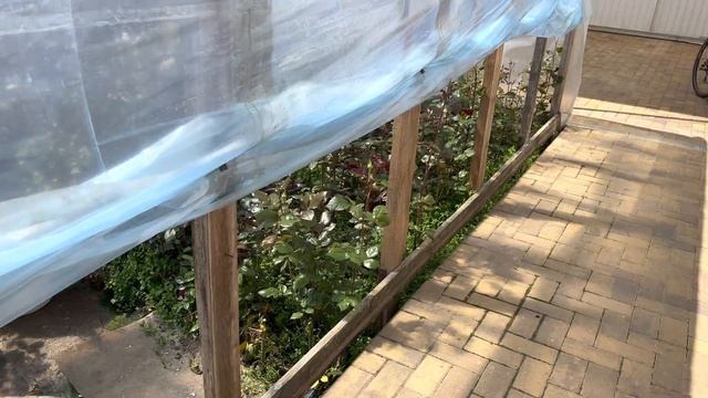 Как не допустить болезней Роз в жаркую погоду часть 1? смотреть онлайн