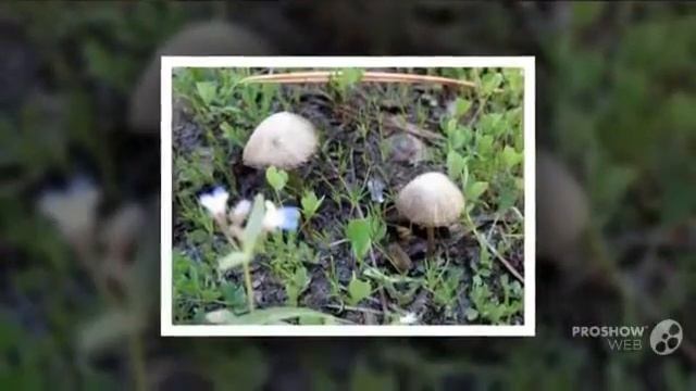 Mycena nivicola - fungi kingdom смотреть онлайн