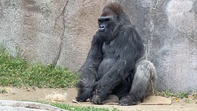 San Diego Zoo Safari Park Tips | 10 Things to Know in 2022 смотреть онлайн