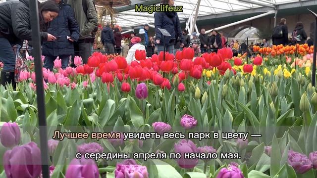 07.04.2023 Keukenhof, Niederlande | Нидерланды, Кёкенхоф #magiclifeuz #keukenhof #2023 #niderland
