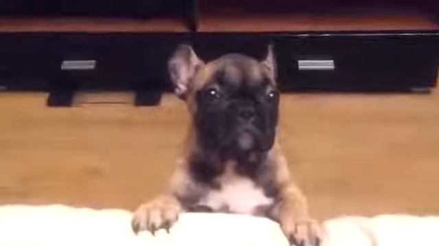 Собака скулит как пивец какойта смотреть онлайн