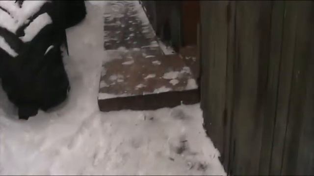 Восточно сибирские лайки