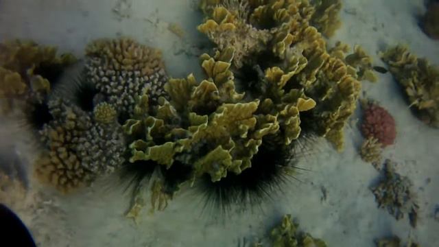 Ежи Диадемы в коралах Красного моря 10.2012 смотреть онлайн