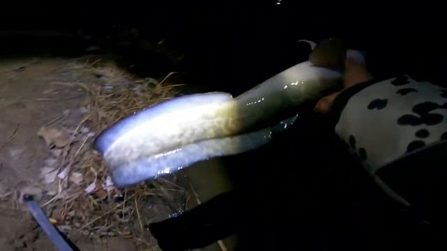 Осенний НАЛИМ! Ловля на донку, река ИШИМ! СКО смотреть онлайн