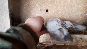 Чубатые николаевские голуби