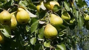 Груша сорта Чижовская   описание и правила посадки