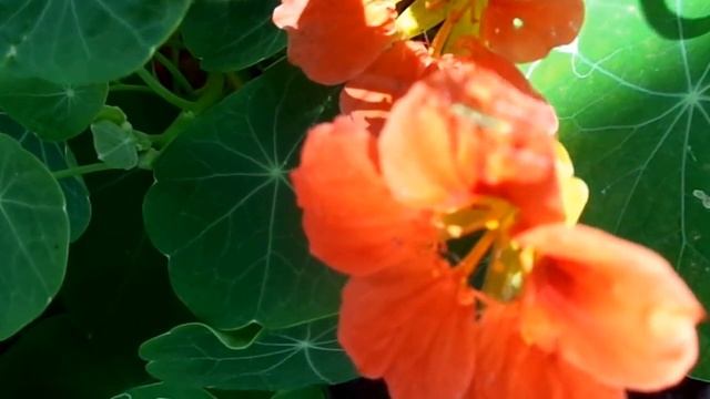 Один оцветает, другой зацветает (настурция) смотреть онлайн