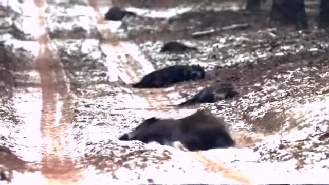 Охота на кабанов (классно стреляет) смотреть онлайн