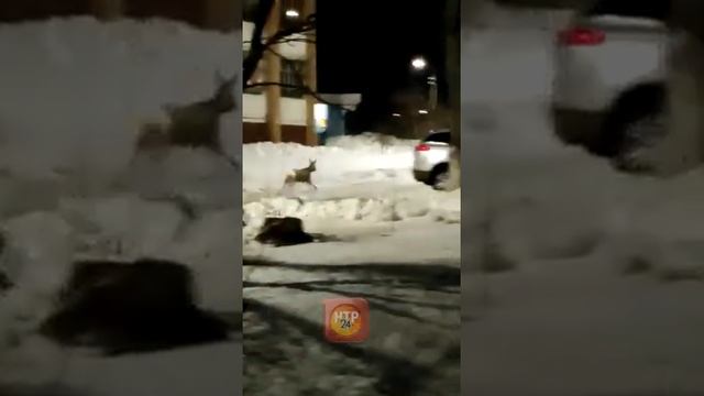 Косуля бегает по Нижнекамску смотреть онлайн