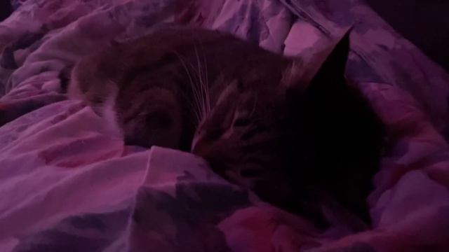 Кошка храпит! смотреть онлайн