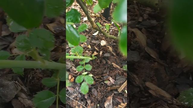 Отличие побегов шиповника от побегов сортовой розы смотреть онлайн
