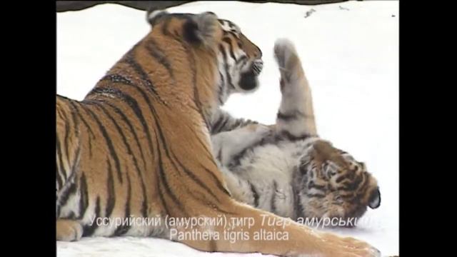 Тигр амурский - Panthera tigris altaica - Тигр амурський - Siberian tiger смотреть онлайн