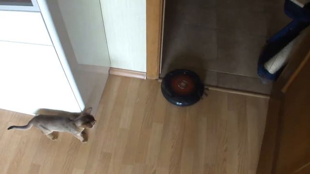Абиссинский котенок и робот-пылесос. Знакомство абиссинского кота с пылесосом. ( smartaby.com ) смотреть онлайн