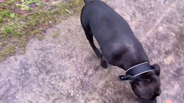 Staffordshire Bull Terrier makes a trip to the park смотреть онлайн