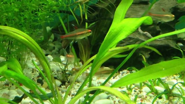 GlowLight Tetra (Hemigrammus erythrozonus) Overview смотреть онлайн
