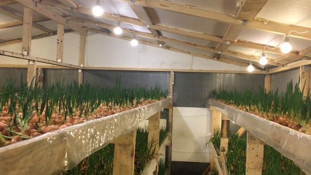 1 месяц работы. Итоги выращивания лука на перо. Все секреты выращивания лука. Лук на перо в теплице смотреть онлайн