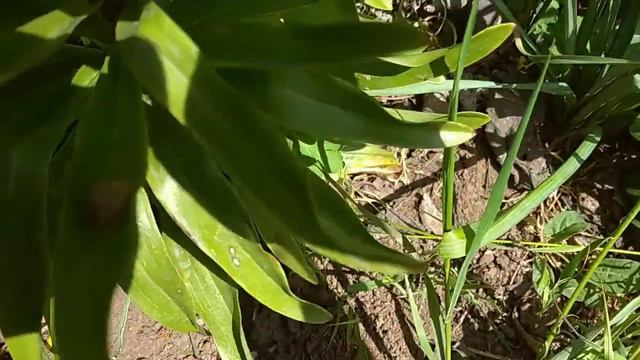 Гости не только незваные, но ещё и очень прожорливые. смотреть онлайн