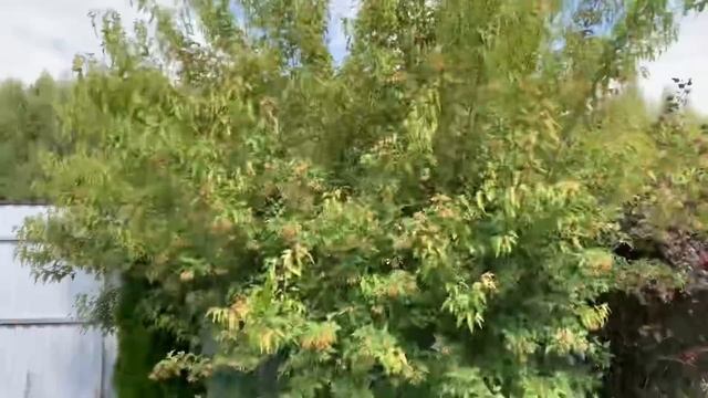 Жизнь на даче: Обзор моего сада 10 июля 2023г. смотреть онлайн