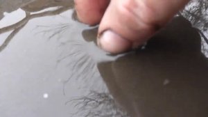 Как намыть мотыля для рыбалки Самый простой способ #ukraine #fishing