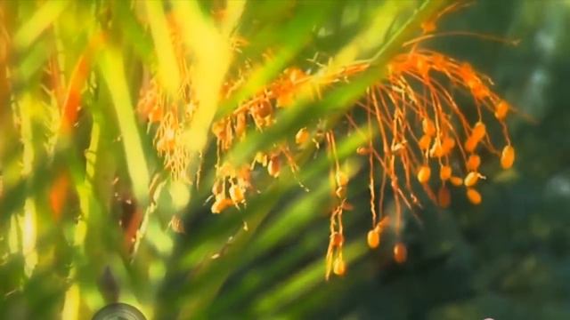 Honduras impulsará producción de Palma Datilera смотреть онлайн