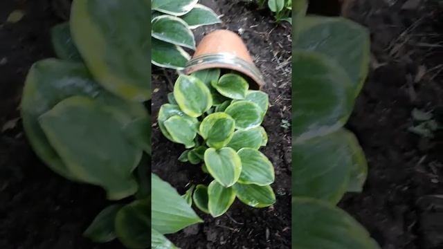 Мини хоста Майти Маус ( лат. Hosta Mighty Mouse) смотреть онлайн