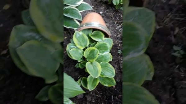 Мини хоста Майти Маус ( лат. Hosta Mighty Mouse)