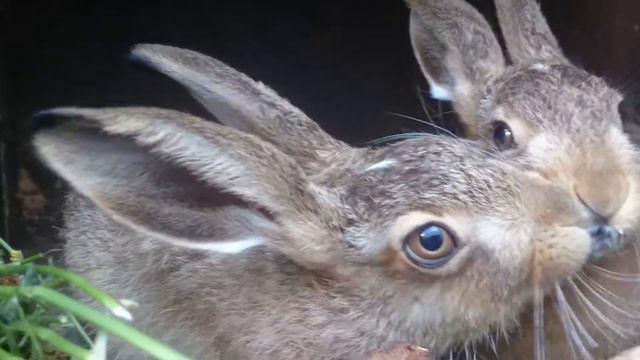 Die nettesten Wildkaninchen.Самые добрые дикие зайчата. смотреть онлайн