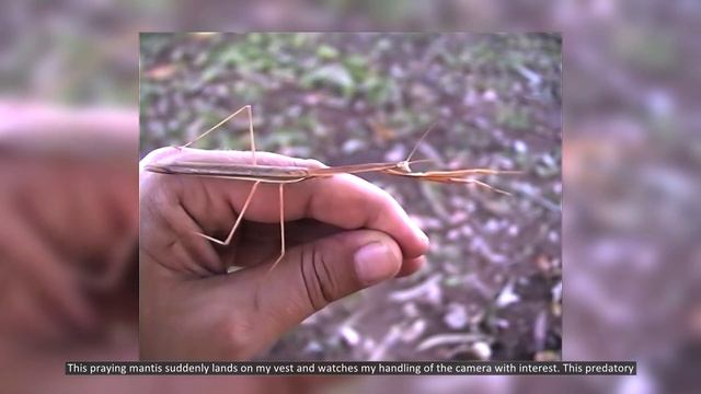 Australien 1995: Reiseziel Insektivoren / Destination Carnivorous Plants смотреть онлайн