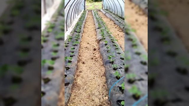 Высадка клубники в балаганы. сорт Клери. смотреть онлайн