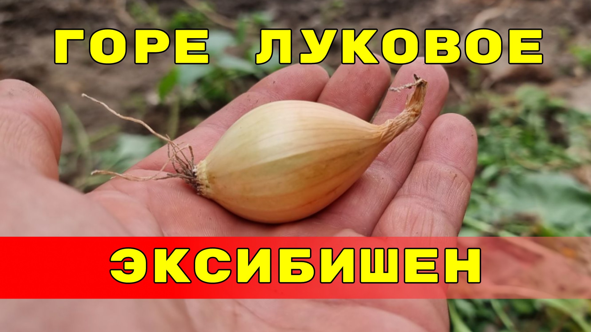 секрет выращивания лука эксибишен или горе луковое эксибишен не кило вырос, еще один год потерял смотреть онлайн