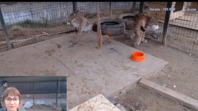 САМЫЙ ЗАБАВНЫЙ МОМЕНТ С РЫСЯМИ. Кот делает подарок кошке / A gift from a big cat смотреть онлайн