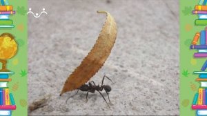 Школа Шишкиного Леса. Природоведение. Оригиналы