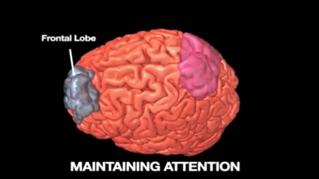 Дафна Бавельер – КАК ВИДЕОИГРЫ ВЛИЯЮТ НА МОЗГ. смотреть онлайн