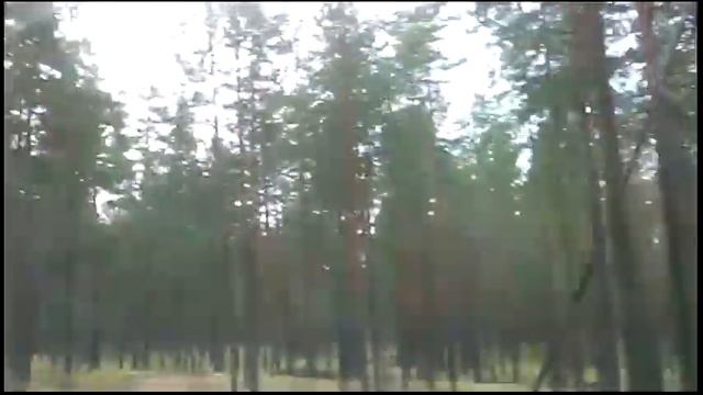 В ЛЕС ЗА ГРИБАМИ.ЛИСИЧКИ И МОХОВИКИ. смотреть онлайн