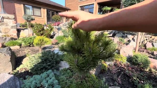 ОСЕННИЙ УХОД ЗА СОСНАМИ НА ШТАМБАХ: ЧИСТКА, СТРИЖКА! #landscapedesign #pinus смотреть онлайн